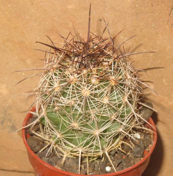 Coryphantha neglecta Cuatrocienegas Coahuila Mexiko