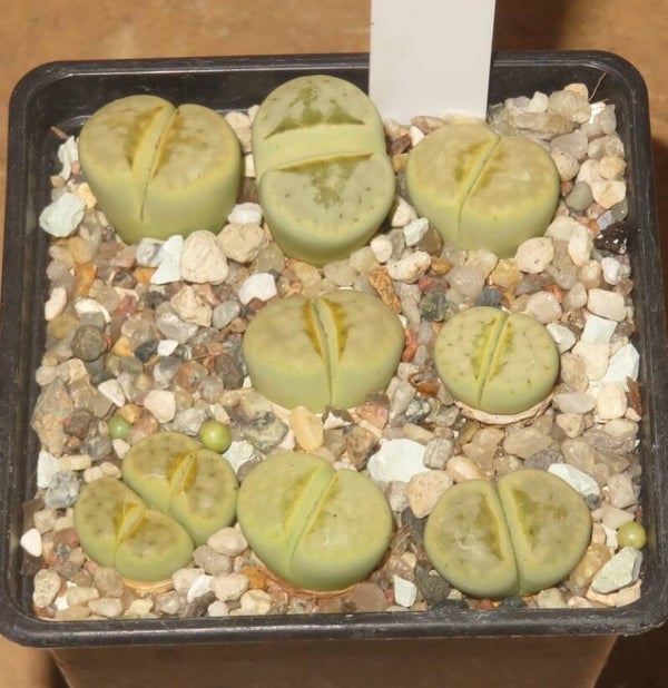 8x Lithops julii ssp. julii cv Honey Lips