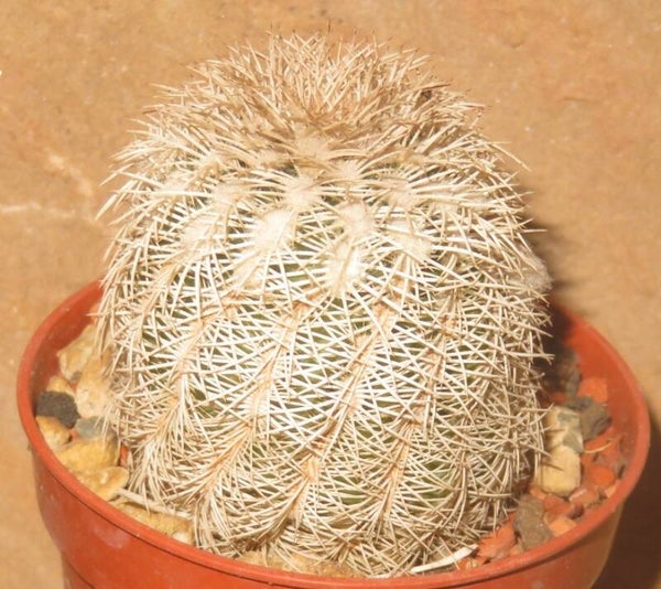 Echinocereus reichenbachii v. albispinus