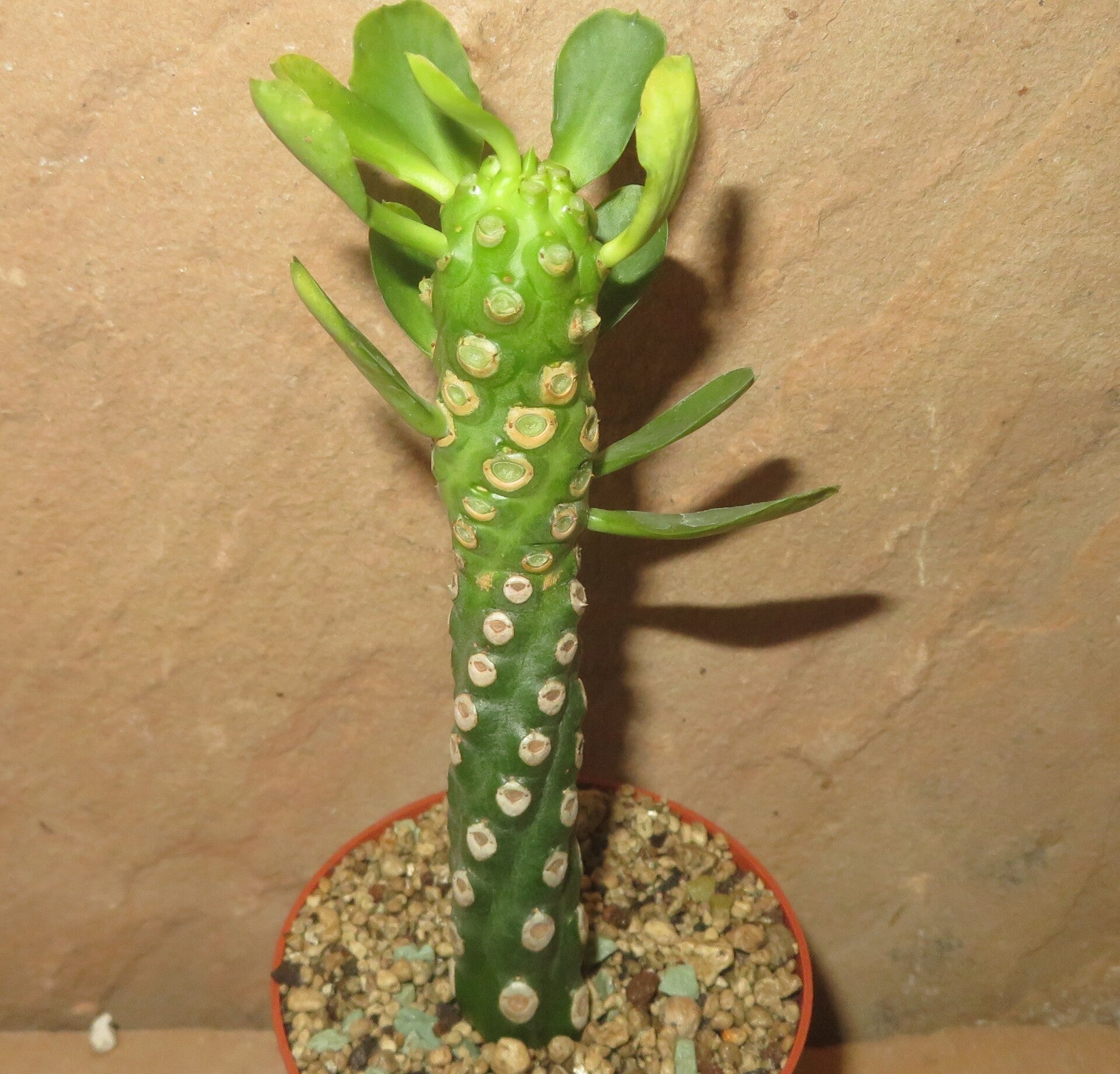 Euphorbia royleana