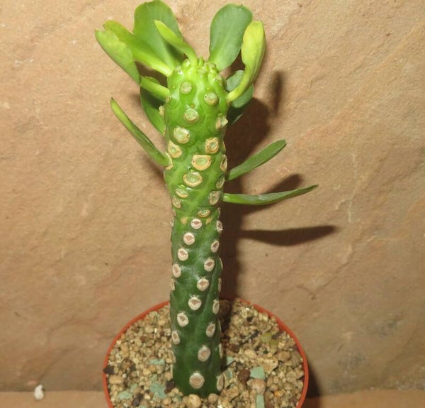 Euphorbia royleana