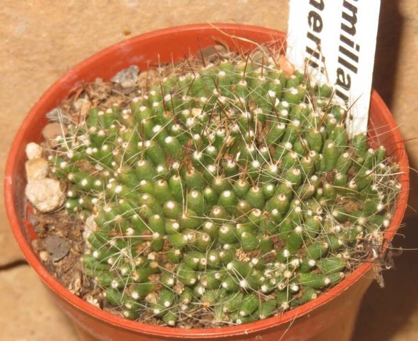 Mammillaria painteri