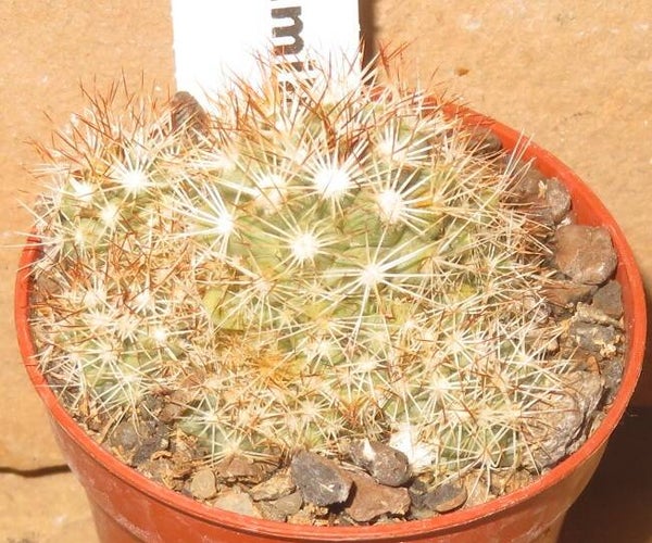 Mammillaria boolii