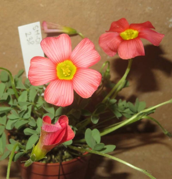 Oxalis obtusa hybrid - Bulb / Zwiebel Sauerklee