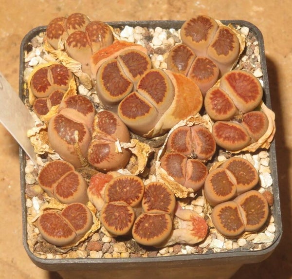 10x Lithops julii cv Kikushogiyoku