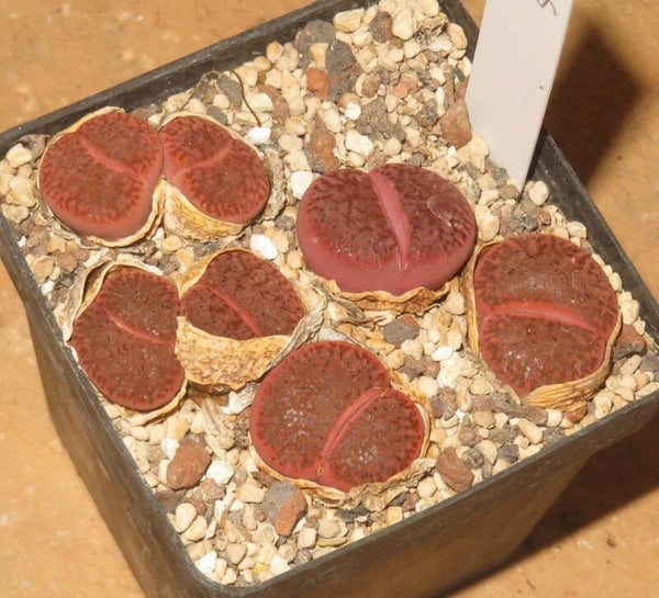 5x Lithops bromfieldii v. glaudinae cv. Rubroroseus Ember