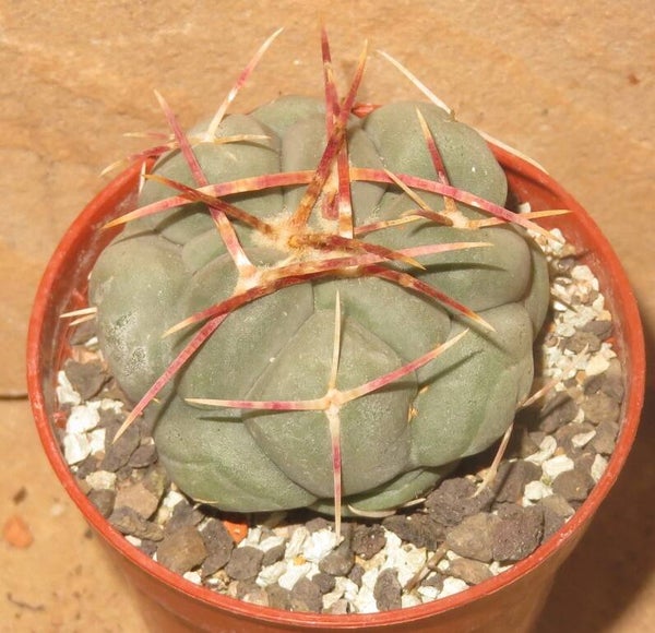 Thelocactus hexaedrophorus ssp lloydii v major