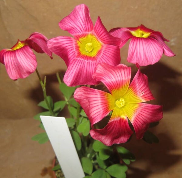 Oxalis obtusa hybrid - Sauerklee
