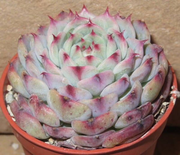 Echeveria cv Marcel - 2 Blätter / Blattstecklinge