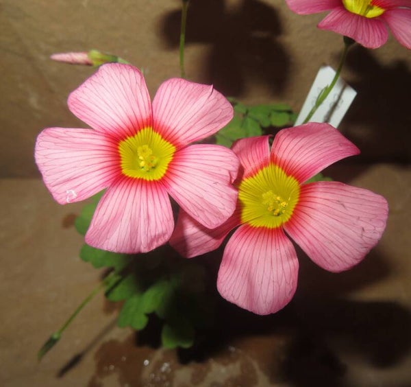Oxalis obtusa hybrid - Klee