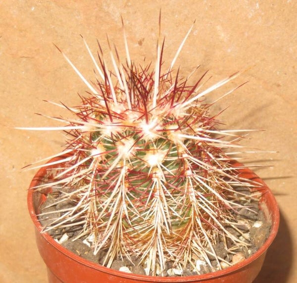 Echinocereus chloranthus v cylindricus SB133 Dona Ana NM USA