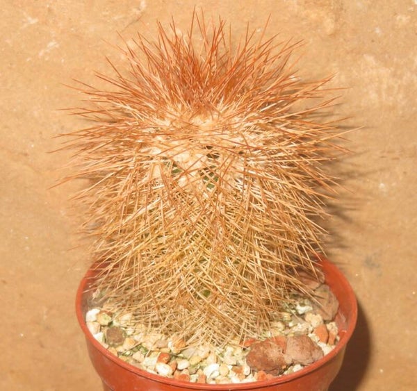 Echinocereus reichenbachii v baileyi DJF1327 Medicine Park, Oklahoma, USA