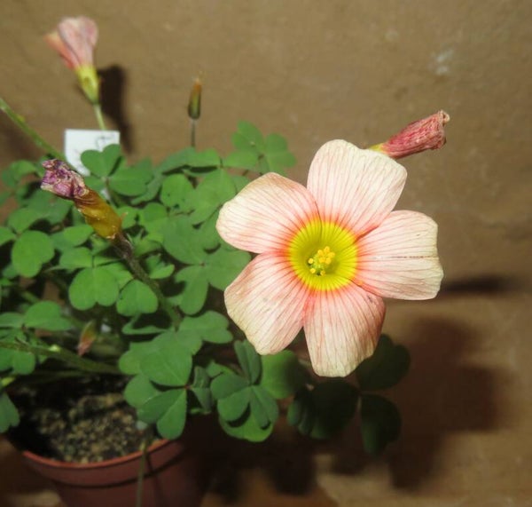 Oxalis obtusa hybrid - Klee