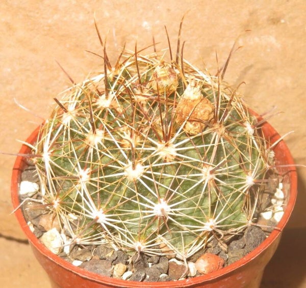 Thelocactus setispinus - Hamatocactus