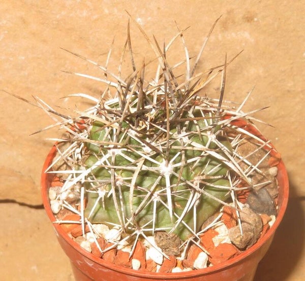 Echinocereus fendleri v kuenzleri