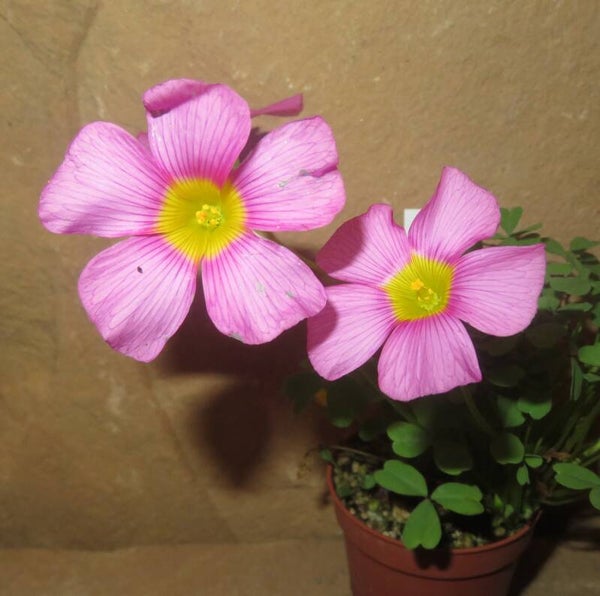 Oxalis obtusa hybrid - Sauerklee