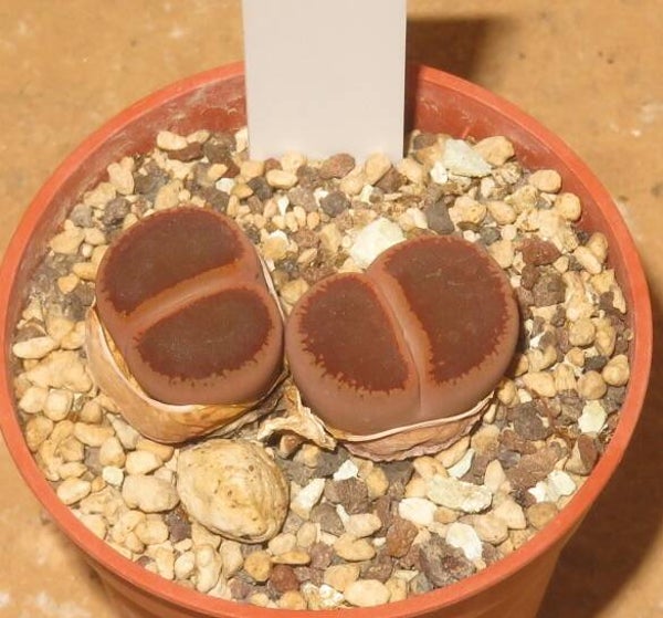 Lithops aucampiae KO from Kokerboom