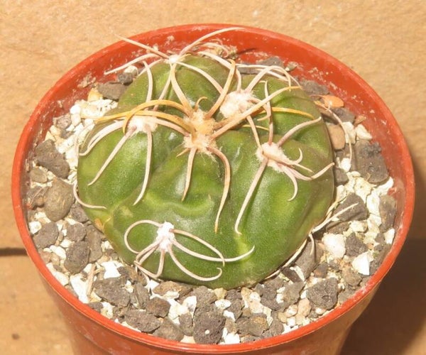 Gymnocalycium denudatum cv. Jan Suba