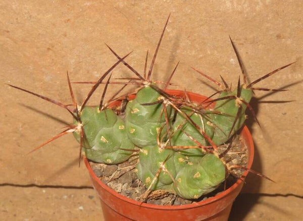 Tephrocactus pentlandii v rossianus f aurantiaca