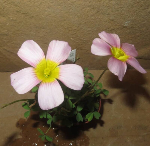 Oxalis obtusa hybrid - großblütiger Sauerklee -Bulb / Zwiebel