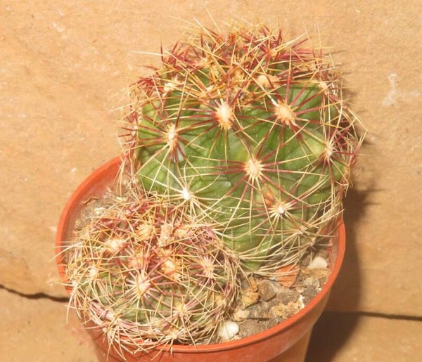Thelocactus bicolor ssp schwarzii