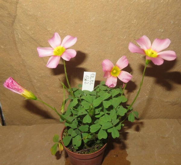 Oxalis obtusa hybrid - Klee