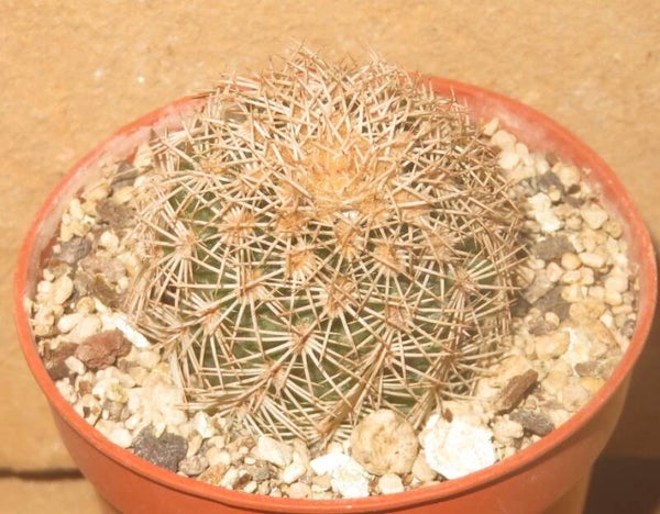 Echinocereus dasyacanthus var ctenoides