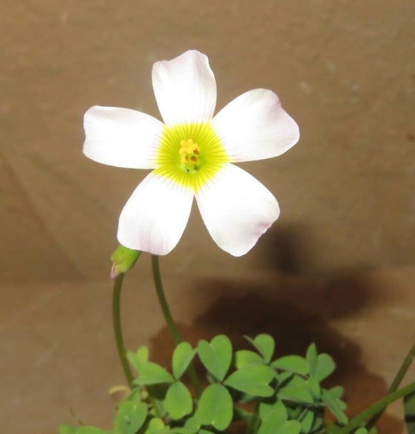Oxalis obtusa hybrid - Sauerklee