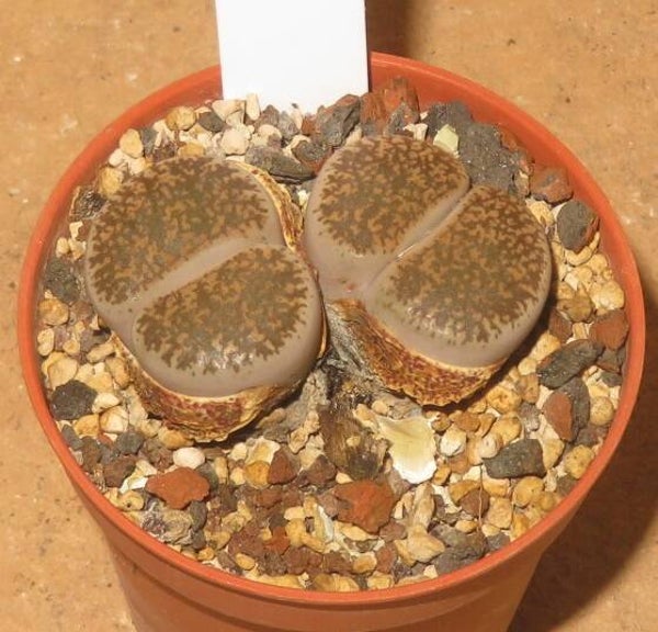 Lithops lesliei ssp. burchellii C308