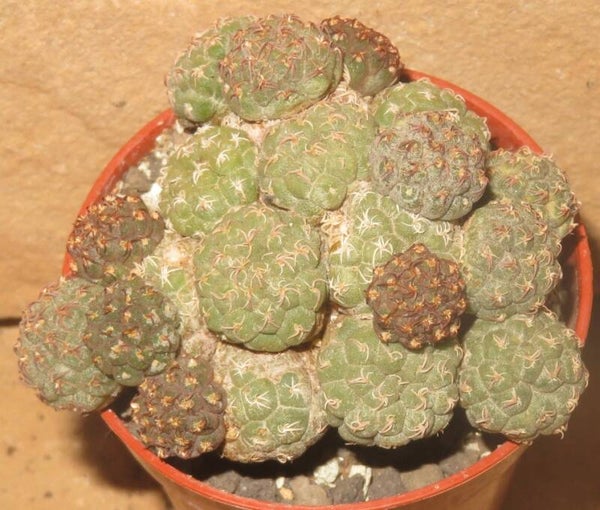 Puna bonnieae