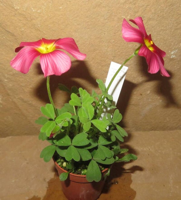 Oxalis obtusa hybrid - Sauerklee mit großer Blüte
