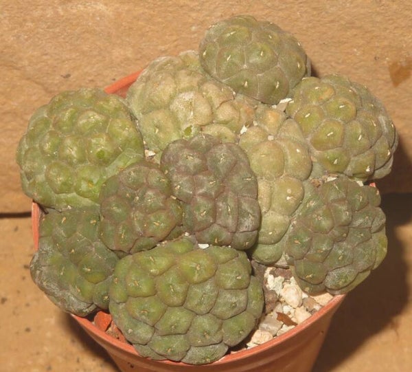 Puna bonnieae f. inermis Catamarca, 2500 - 3300 m, Argentinien