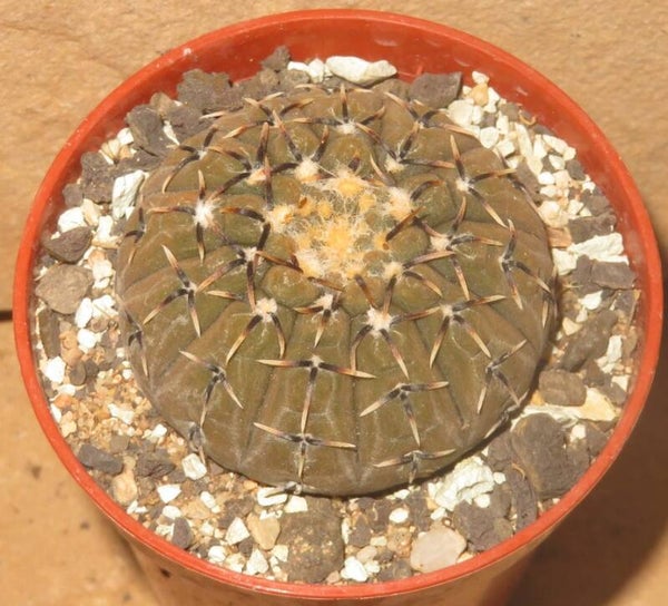 Gymnocalycium platygonum Salinas Grande