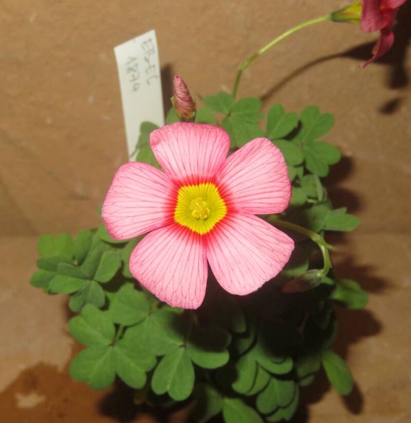 Oxalis obtusa hybrid - Klee