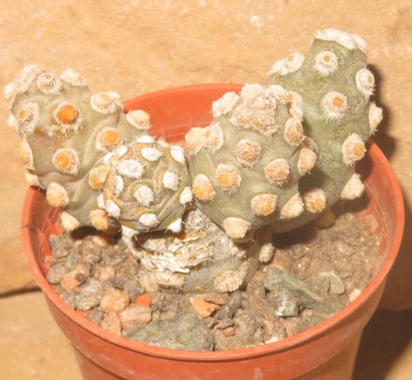 Tephrocactus molinensis