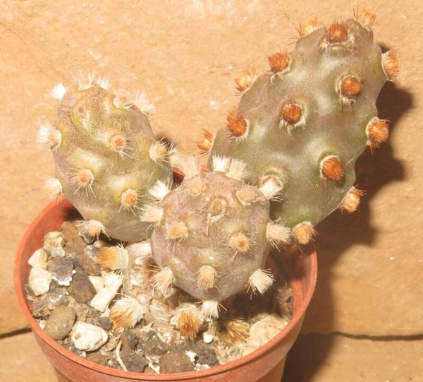 Tephrocactus molinensis - Rote Form