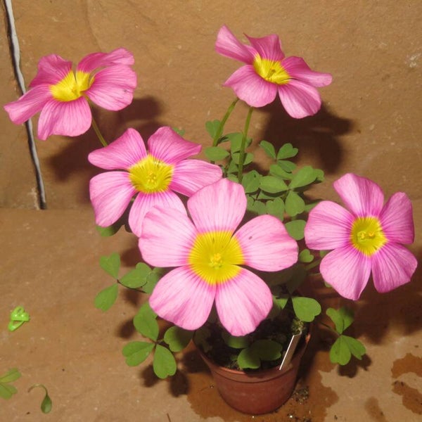 Oxalis obtusa hybrid - Sauerklee mit großen Blüten - Bulb / Zwiebel