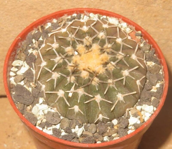 Gymnocalycium asterium v paucispinum