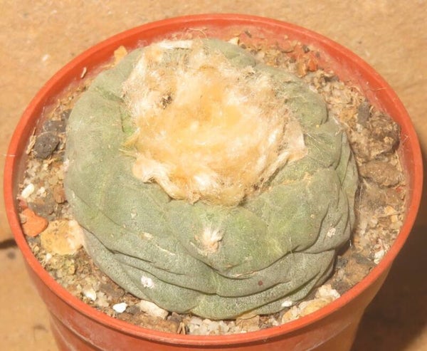 Lophophora fricii Viesca Coahuila Mexiko - Peyote