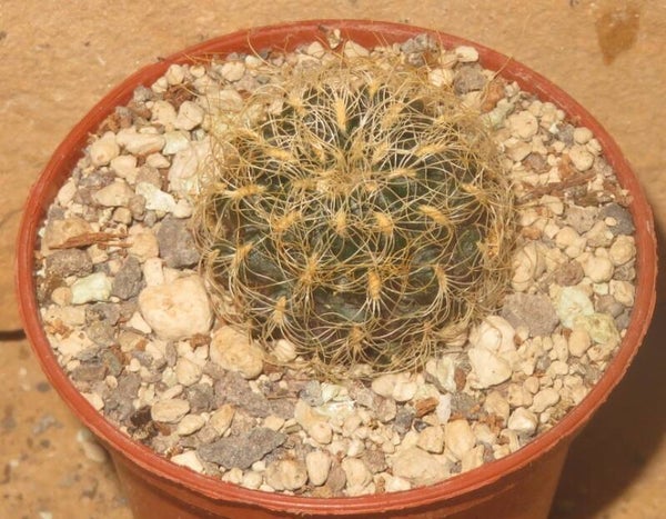 Sulcorebutia patriciae LH1123