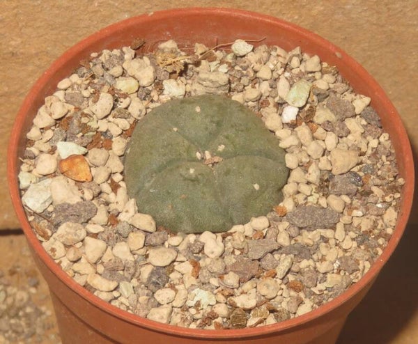 Lophophora williamsii v hipolito Crucea Hipolito Coahuila Mexiko - Blaue Bergform