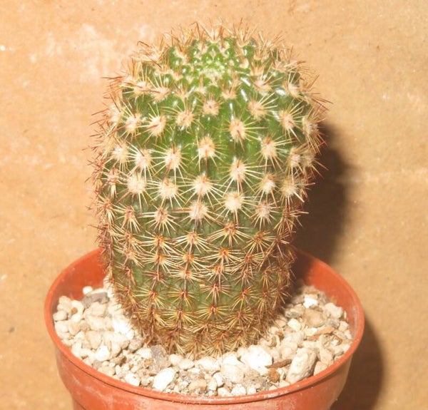 Notocactus rutilans KCS 277 - 6km W El Topador Uruguay