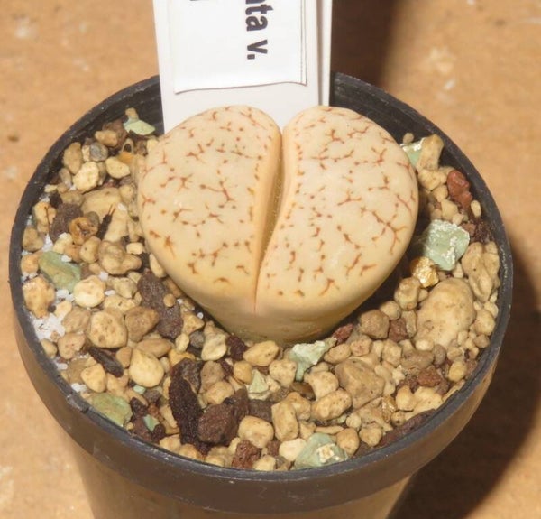 Lithops gracilidelineata v. gracilidelineata C261