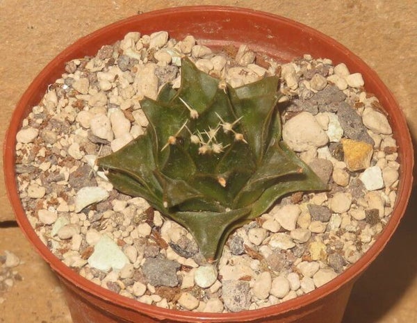 Obregonia denegrii PP430 San Vincente Tam. Mexiko