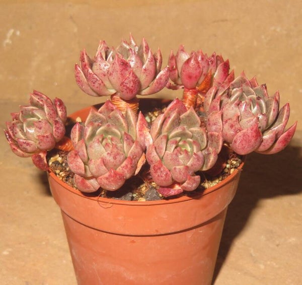 Echeveria cv Olivia - 2 Blätter / Blattstecklinge