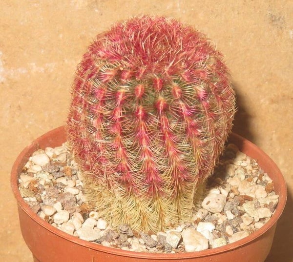 Echinocereus pectinatus v. rubrispinus Lau88 Sierra Obscura, Chihuahua, Mexico