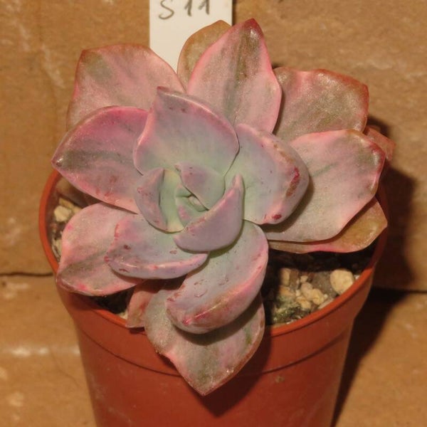 Graptoveria cv Mrs Richards variegata