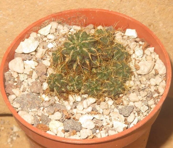 Sulcorebutia hertusii v. aureicapitata LH691 Zudanes, Sucre, Bolivien