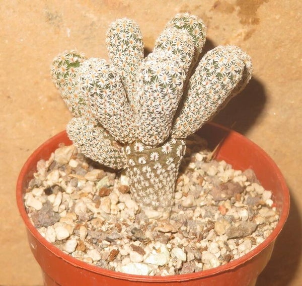 Turbinicarpus krainzianus minimus PP220 San Andre, Cardonal, Hidalgo, Mexiko