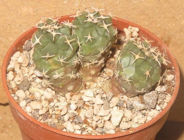 Turbinicarpus lophophoroides Las Tablas SLP Mexiko